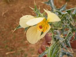 Image result for Argemone ochroleuca