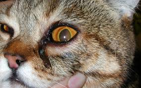 u kota slezitsya glaz chto delat u kotenka ne otkryvaetsya odin glaz opuh glaz u koshki i zaplyl chem lechit mvc gb doktora olejnik