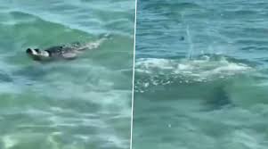 Shocking Curious Baby Seal Approaches Beachgoers At Aktau In Kazakhstan Video Shows People Throwing Stones In Return Watch Animal Cruelty Captured On Camera Latestly