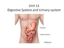 Unit 11 Digestive System And Urinary System The