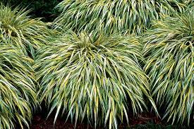 Elles sont plus rares que celles qui fleurissent en plein soleil. 7 Trucs Pour Un Jardin Sans Entretien Coup De Pouce