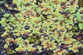 Image result for Azolla pinnata