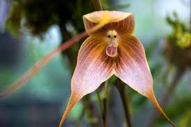 15 Colorful Plants and Flowers That ...