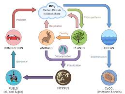 File type pdf student exploration cell division gizmo answers. Carbon Cycle Bioninja