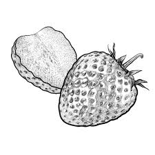 By hipmo august 06, 2007. Line Drawing Strawberry One And A Half 1937855 Vector Art At Vecteezy
