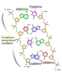 Pentose sugar (deoxyribose in dna and ribose sugar in rna.) · 2. Dna Biomacromolecular Structures