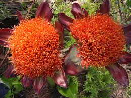 Image result for Scadoxus membranaceus