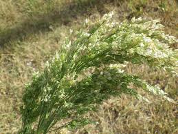 Le philosophe et conférencier jacques ricot se. Millet Planter Et Entretenir Ooreka