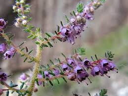 Image result for Erica woodii