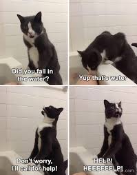 Dank cat memes compilation from 2020 and 2021 features cute and funny tiktok cats and cat memes to make you laugh. 50 Cat Memes Created By People Clearly Living With One Bored Panda