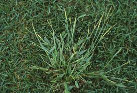 There is this other question on how to prevent crabgrass from growing, but i'm mainly interested in removing existing crabgrass from my lawn. How To Get Rid Of Crabgrass The Tree Center