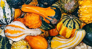 Yes cats can eat pumpkin and squash. Should Your Pet Be Eating More Squash Gallant