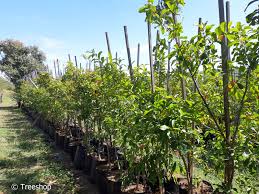 Image result for Combretum kraussii