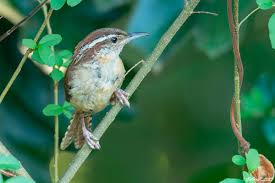 Her X Diaries - Personal Views into a Kinky World