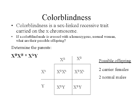 The y chromosome is the other half of the xy gene pair in the male. Gregor Mendel The Father Of Genetics 1822 1884