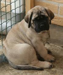 English mastiff, old english mastiff. 50 Very Beautiful English Mastiff Dog Pictures And Images