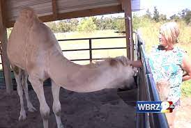 Attractive woman on camel back. Woman Bites A Camel S Genitals To Escape After The Animal Sat On Her At A Truck Stop In Louisiana Express Digest
