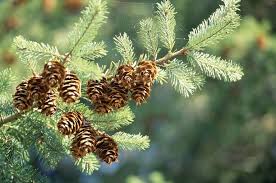 identify types of fir trees in america