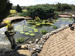 Also variety of pond plants & water garden plants like cattails, water hyacinth, tadpoles & pond snails are available exclusively for sale. Water Feature Wonders Garden Center Magazine