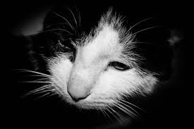 But how do you know if your kitten is getting just a tad too clingy? How To Tell If Your Cat Is Dying Symptoms Advice