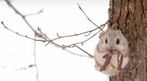 🔥 japanese dwarf flying squirrel. Japanese Flying Squirrel Facts Dwarfs Giants And Cool Stuff