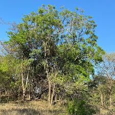 Image result for Cassia angolensis