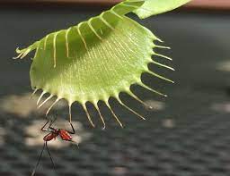Can Venus Fly Traps Survive Without Bugs Carnivorous Plants Tips