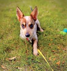 Find your pet at Peyton's Place animal rescue