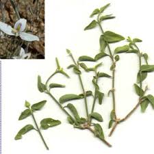 Image result for Marsdenia cynanchoides
