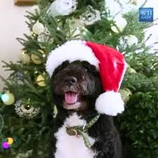 The obamas announce on social media that their dog bo, originally a promise to their daughters after the 2008 election, has died from cancer. Obamas Hund Bo Stimmt Im Weissen Haus Auf Weihnachten Ein Der Spiegel