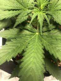 Tiny white dots on leaves. White Spots On Leaves Thcfarmer Cannabis Cultivation Network