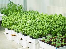 I make this using trash and cheap parts Hydroponic Veggie Garden Make