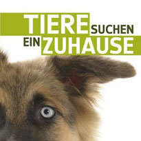 Tiere suchen ein zuhause ist der titel einer fernsehsendung, die vom wdr fernsehen im rahmen der reihe „servicezeit ausgestrahlt wird. Motiva Training Bei Tiere Suchen Ein Zuhause Motiva Training De