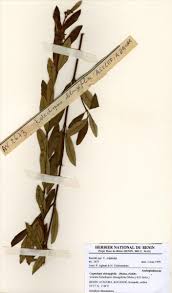 Image result for Cryptolepis oblongifolia