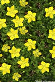 Image result for Lysimachia djalonis