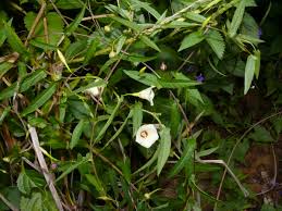 Image result for Xenostegia tridentata
