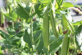 Cream peas are small plants with light seeds. How To Grow Peas Organically Small Footprint Family