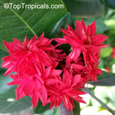 Image result for Ixora sp. A