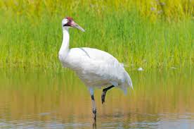 Näytä lisää sivusta crane facebookissa. 5 000 Reward Offered In Latest Whooping Crane Shooting Birdwatching