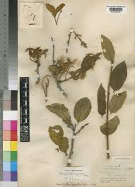 Image result for Anisophyllea boehmii