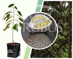 These 5 tips will help you learn to identify musang king and recognize it's shape, thorns, color and. Bibit Durian Musangking Toko Trubus Official