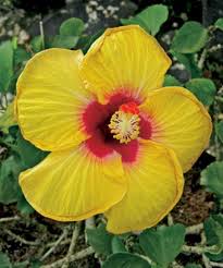 Dan pokok bunga kertas (bougainvillea sp). Terbaru 20 Gambar Bunga Raya Kuning Koleksi Bunga Hd
