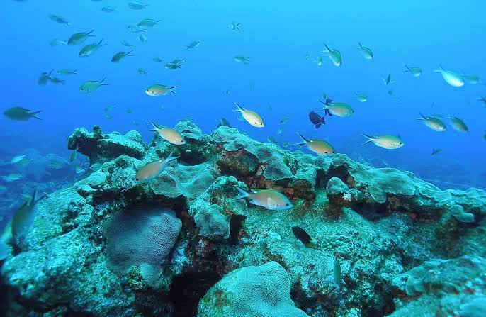 Shorelines » Blog Archive Eight Ways We Can Save the Ocean's Oxygen - Shorelines