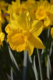 Pin By Joyce Alexander On Daffodils In 2020 Daffodil Bulbs Daffodils Bulb Flowers