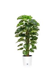Moss poles are great products for houseplants that climb via clinging aerial roots, mostly aroids (plants in the philodendron family) like swiss cheese plants (monstera spp.), philodendrons (philodendron spp.), pothos (epipremnum spp.), arrowhead vines (syngonium spp.) and some anthuriums (anthurium spp.), plus some orchids (vanilla spp. Artificial Monstera On Moss Pole Arrangement