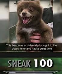 Master Of Disguise Funny Ghetto Memes Funny Pictures For Kids Wholesome Memes