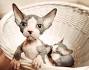 Sphynx Cat Breeders Websites - KittySites.Com
