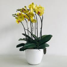 Tingginya minat pada tanaman ini membuat sebagian orang memanfaatkannya dengan menjadikan anggrek sebagai tanaman hias di dalam pot. Tak Kalah Dengan Kecantikannya Bunga Anggrek Juga Kaya Manfaat Ini 5 Manfaatnya Untuk Kehidupan Galamedia News