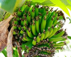 Image result for Musa acuminata