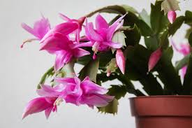 I recently picked up some cactus juice on sale in a local store, and was considering feeding it to my thanksgiving cactus. Christmas Cactus Fertilizing Guide Succulent Alley